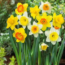 daffodils