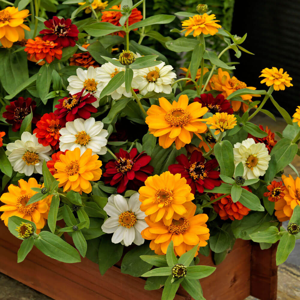 zinnias